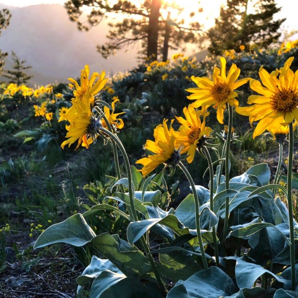 Meet your Posher, Ray - Picture 1 of 1